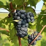 Zum Weinberg Bis 4 Personen - Im Herzen Der Pfalz Grosskarlbach