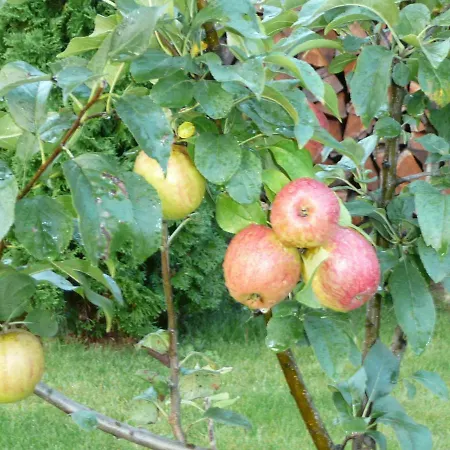 Apartamento Zum Weinberg Bis 4 Personen - Im Herzen Der Pfalz