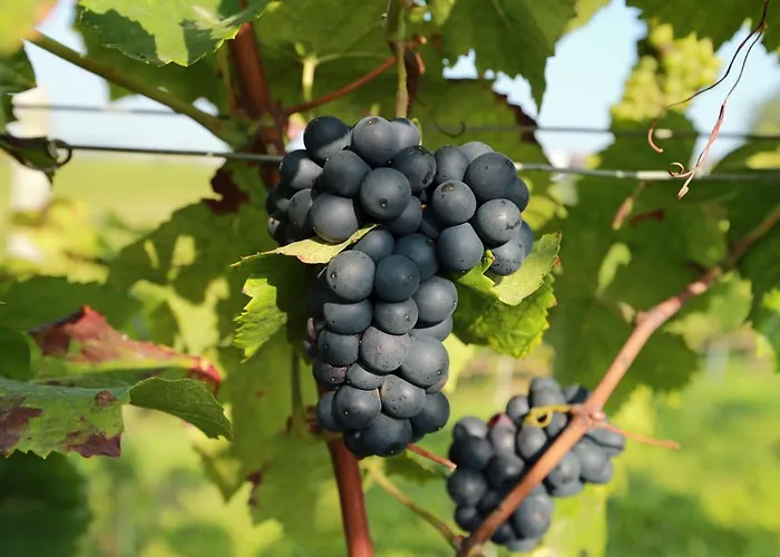 Zum Weinberg Bis 4 Personen - Im Herzen Der Pfalz Grosskarlbach