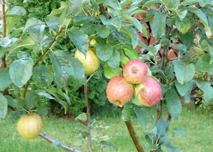 Lägenhet Zum Weinberg Bis 4 Personen - Im Herzen Der Pfalz